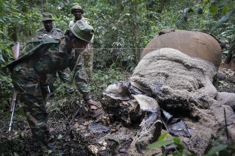 Kenya Environmental Crime Statistics. Kenyan wildlife